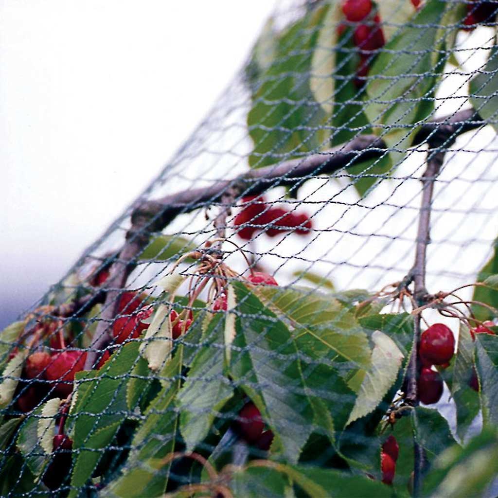 Dark Slate Gray Standard PN3 Bird Netting Lightweight Solution For Fruit Protection