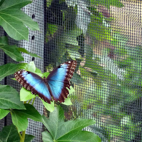 Dim Gray Ultimate Fly Screen Mesh Protection Against Birds, Wasps & Flies