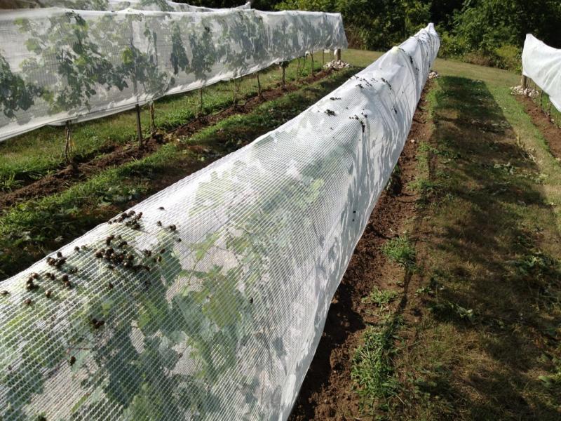 Dark Slate Gray UV Stabilized Maxi Net Rot-Resistant and Easy-to-Install Garden Netting