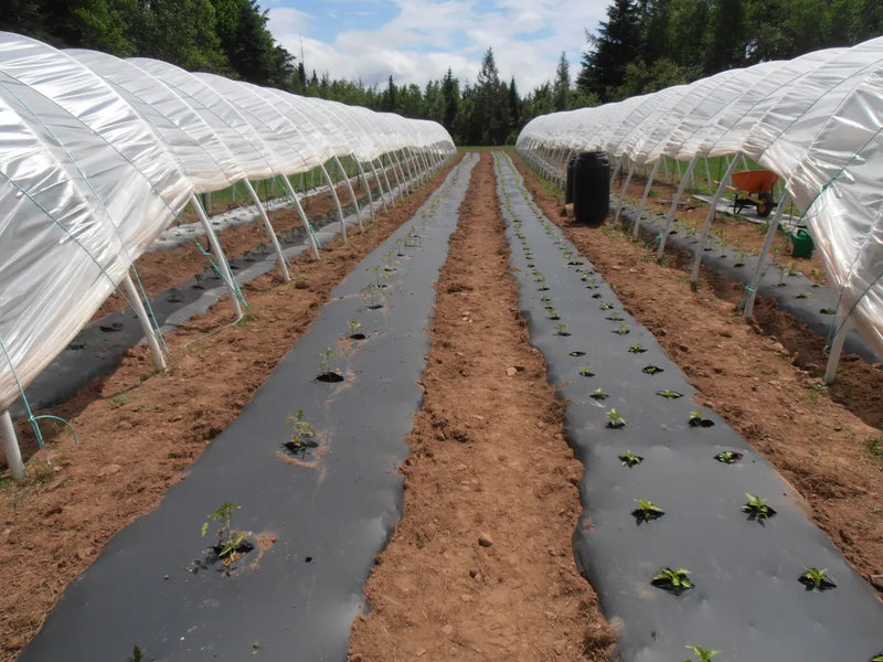 Dim Gray Biodegradable Mulching Film Eco-Friendly Weed Control Solution