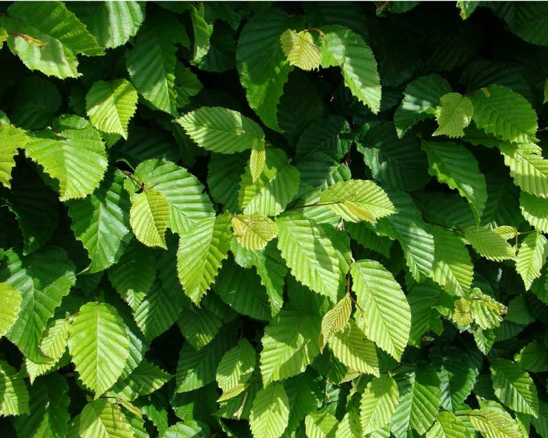 Dark Khaki Versatile and Stylish Beech Fagus Sylvatica Hedge Tiles - 51cmx51cm