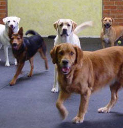 Dim Gray Round Dot Rubber Kennel Flooring for Enhanced Grip and Comfort