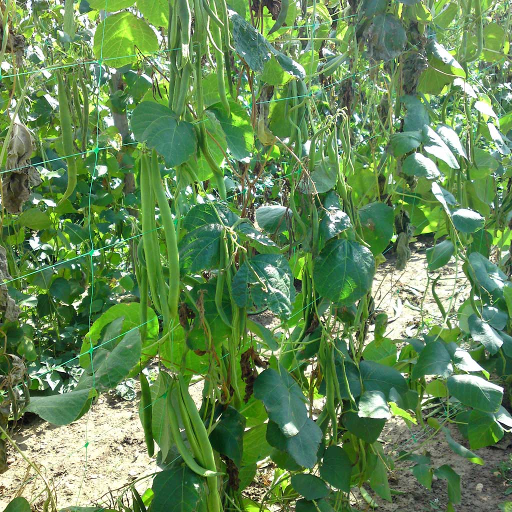Dark Olive Green UV-Stabilised Extruded Plant Support Netting Durable & Rot-Proof