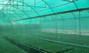 Sea Green Professional Effective 47% Shade Netting for Crops, Plants & Livestock