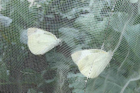Slate Gray Lightweight Woven HDPE Insect Netting Rot-Proof Protection For Gardens & Crops