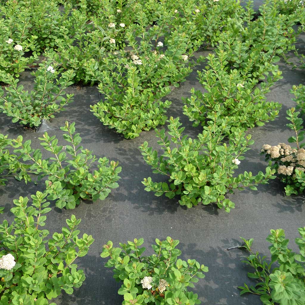 Dim Gray Eco-Smart Landscaping: Organic Weed Control For Sustainable Living