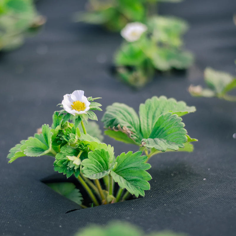 Dark Slate Gray Non-Woven Weed Control Fabric Sustainable Choice For Soft Weed Management